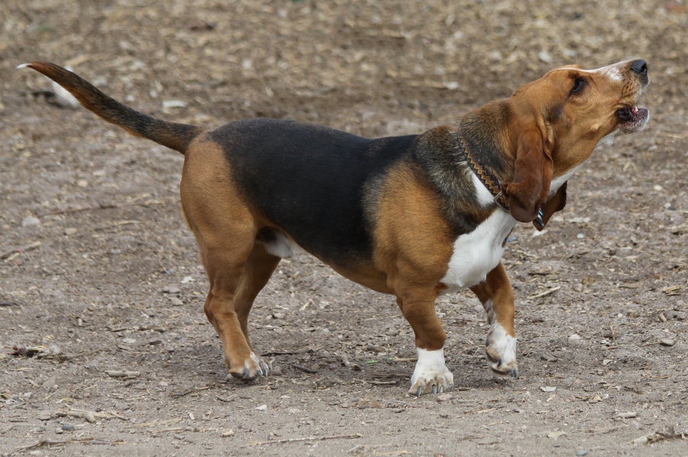 O Basset Hound usa o latido para alertar os tutores