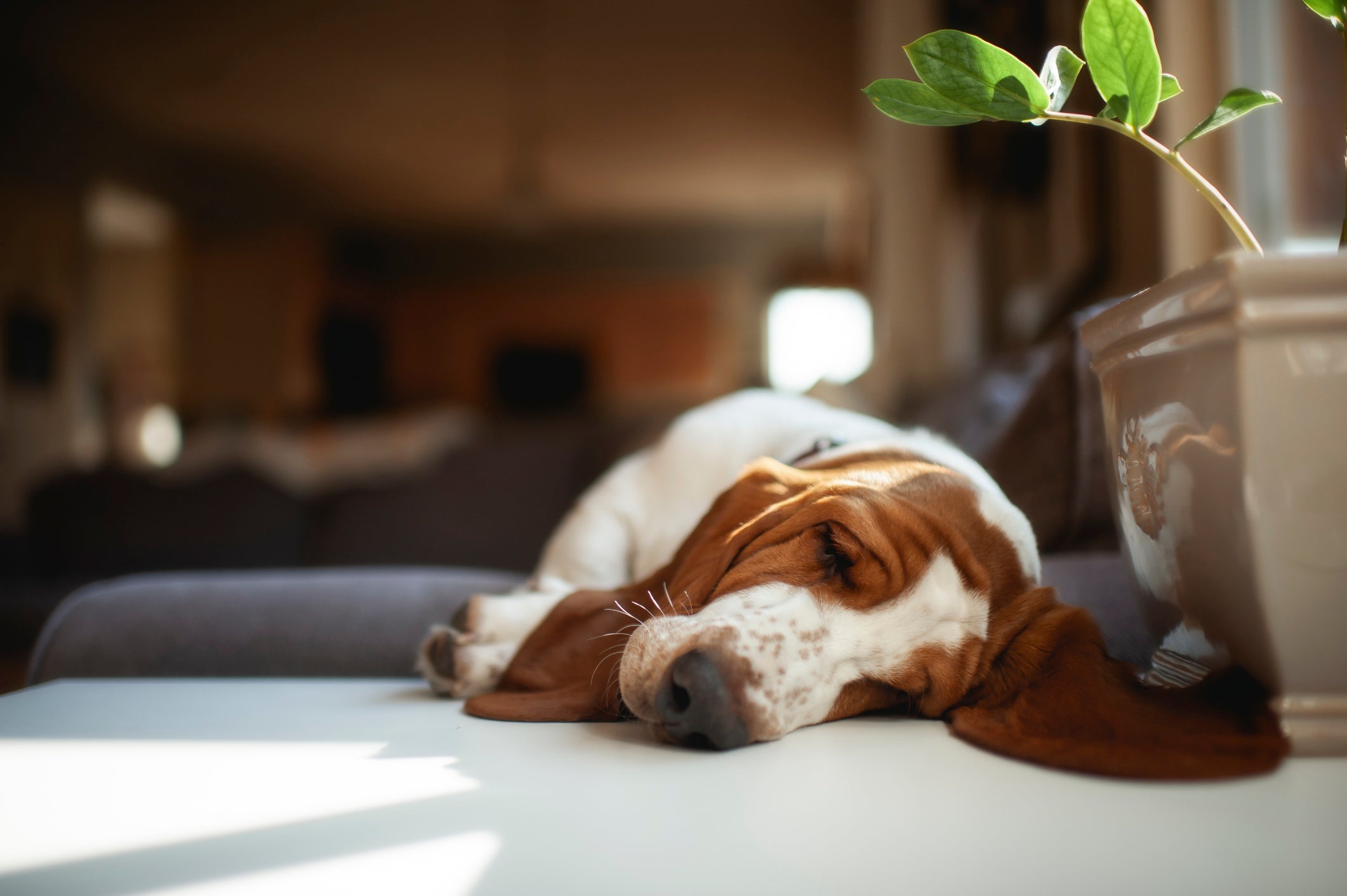 O Basset Hound é conhecido por seu temperamento tranquilo e relaxado