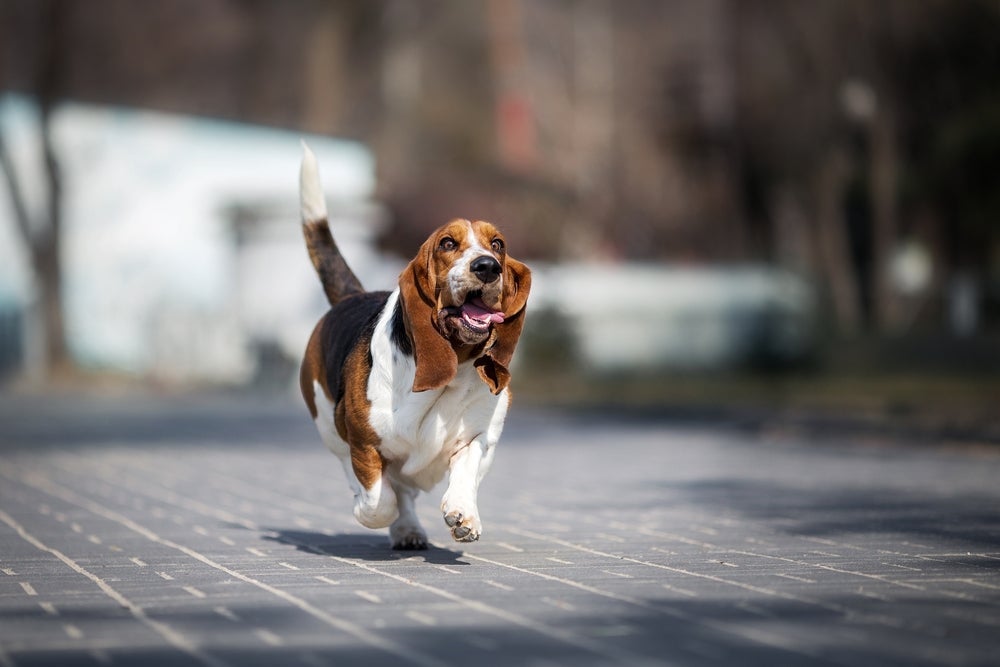 O Basset Hound tem um nariz apontado para frente e isso atrapalha na hora de morder