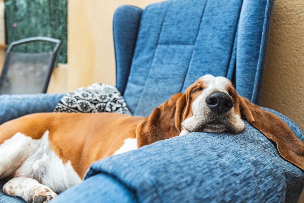 O Basset Hound é um dos cachorros mais calmos que existem