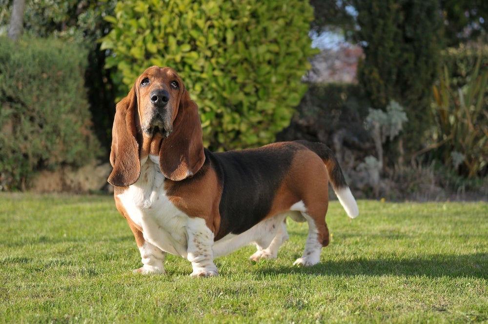 O Basset Hound é um cão pesado e corpulento 
