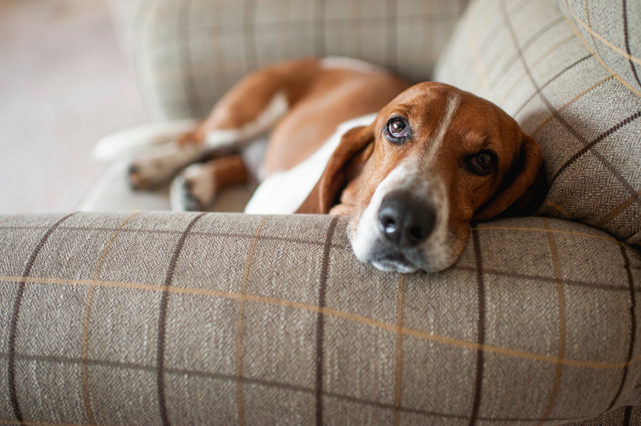 O Basset Hound é um cachorro pouco ativo