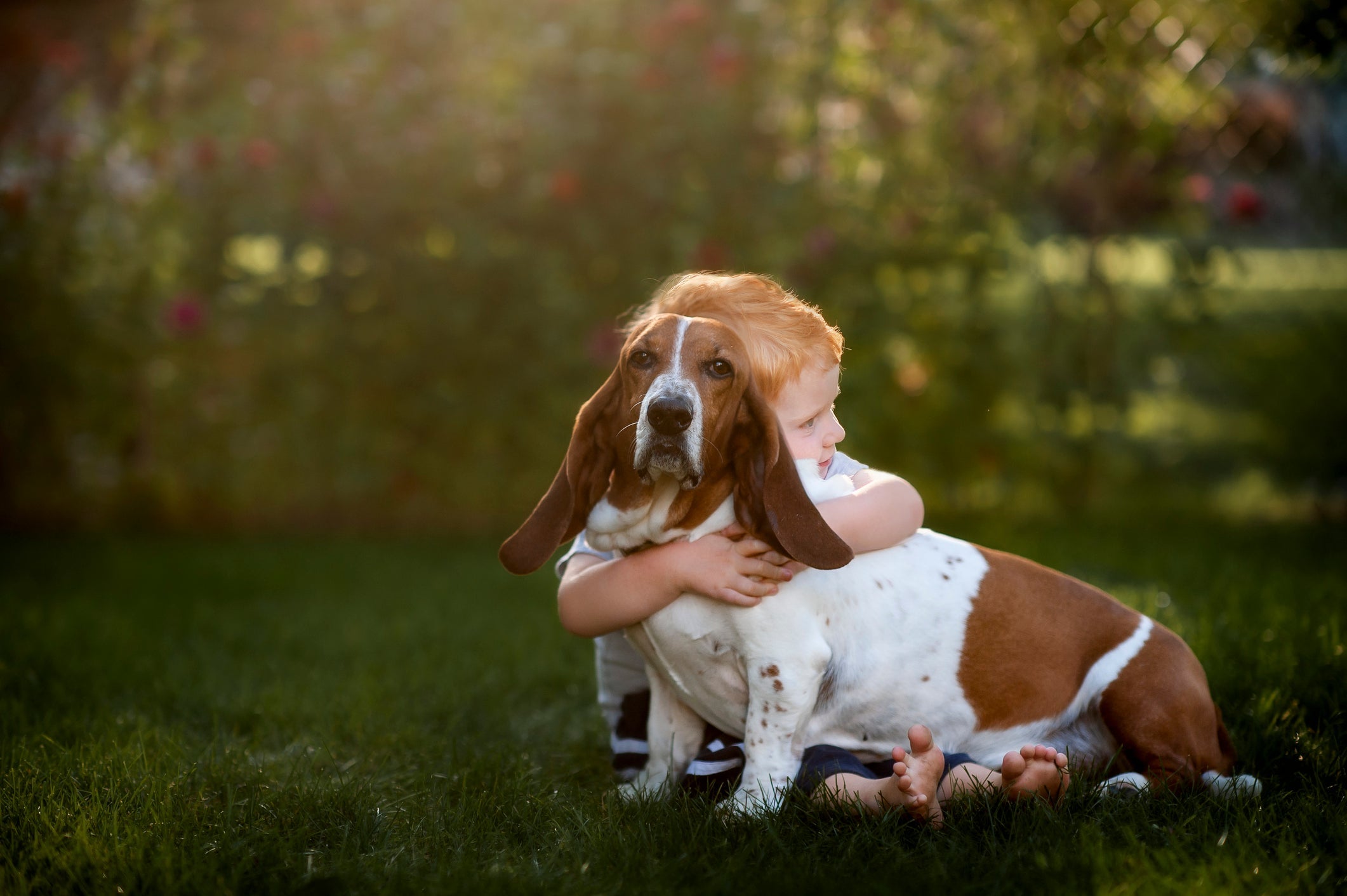 O Basset Hound é um cachorro tranquilo e paciente 