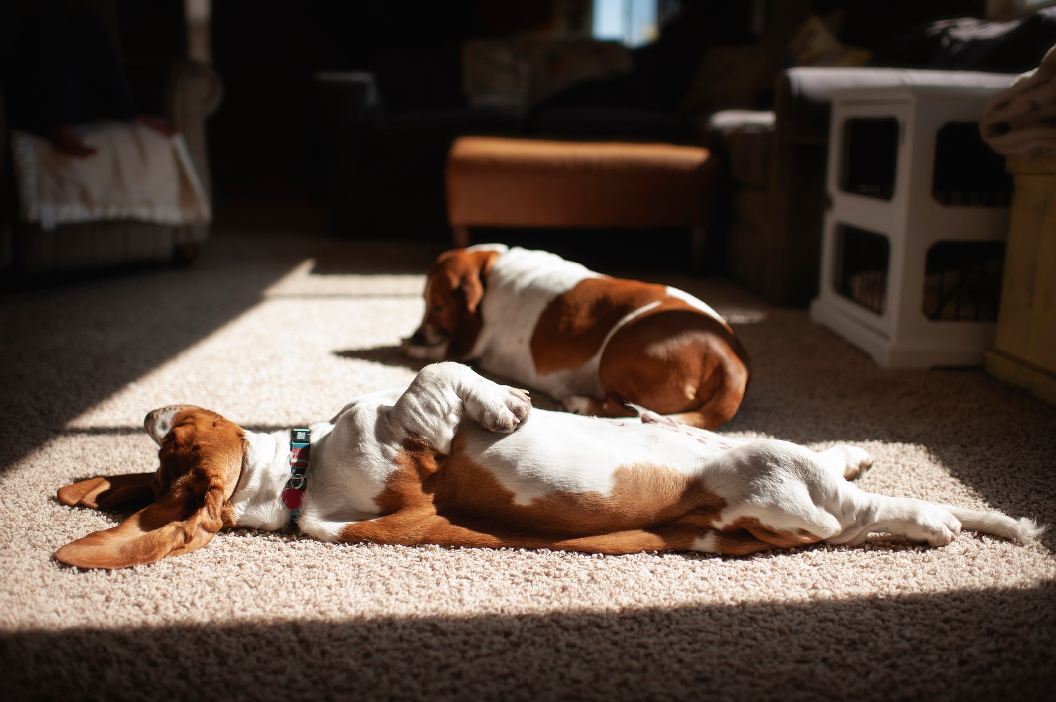 Quando o assunto é preguiça, o Basset Hound se supera