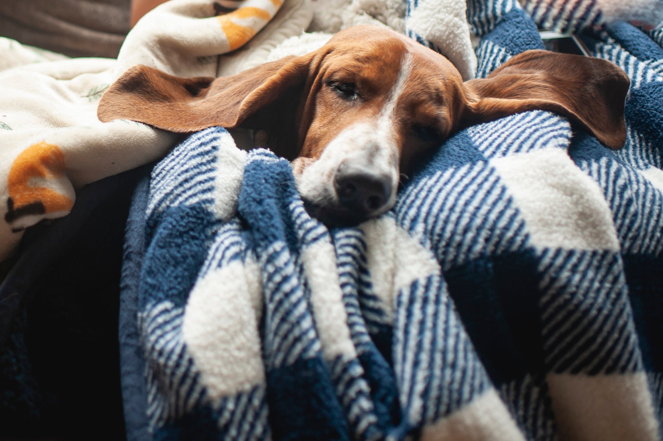 O Basset Hound é uma das raças de cachorro mais preguiçosas e pacientes