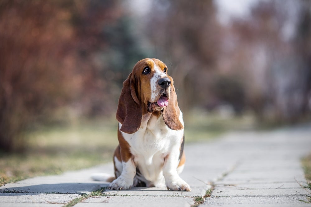 O Basset Hound é tão preguiçoso que nem sempre presta atenção no que o tutor fala