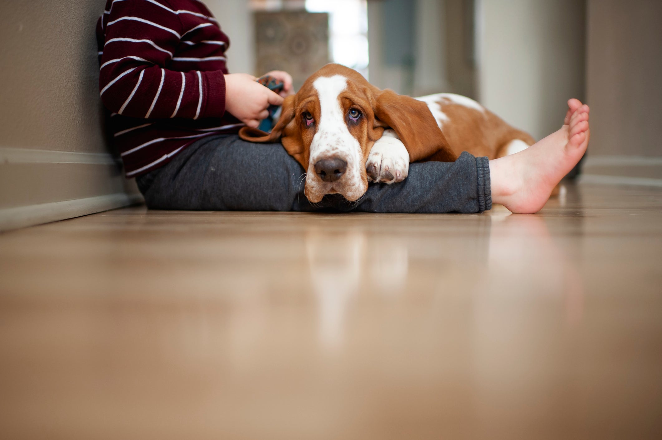 O Basset Hound é um cachorro que adora comer tudo que vê pela frente