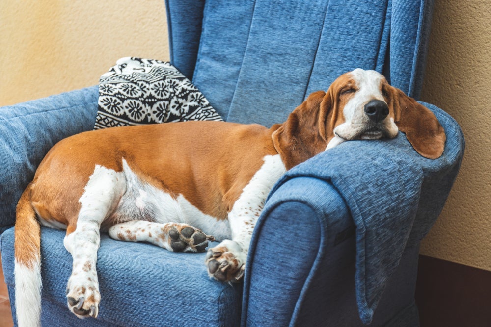 O cachorro Basser Hound é bem tranquilo e até um pouco preguiçoso