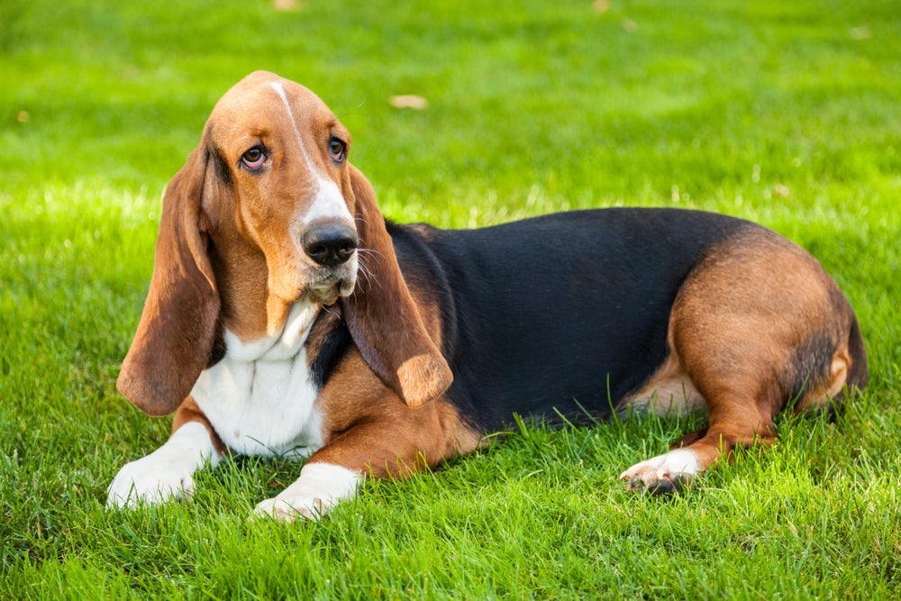 Basset Hound é o cachorro da orelha grande mais conhecido