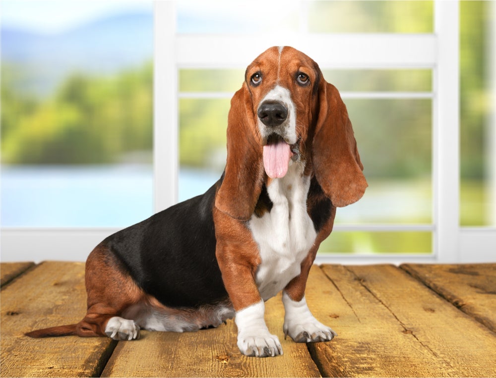 Nada de tristeza: o Basset Hound é cheio de amor e alegria