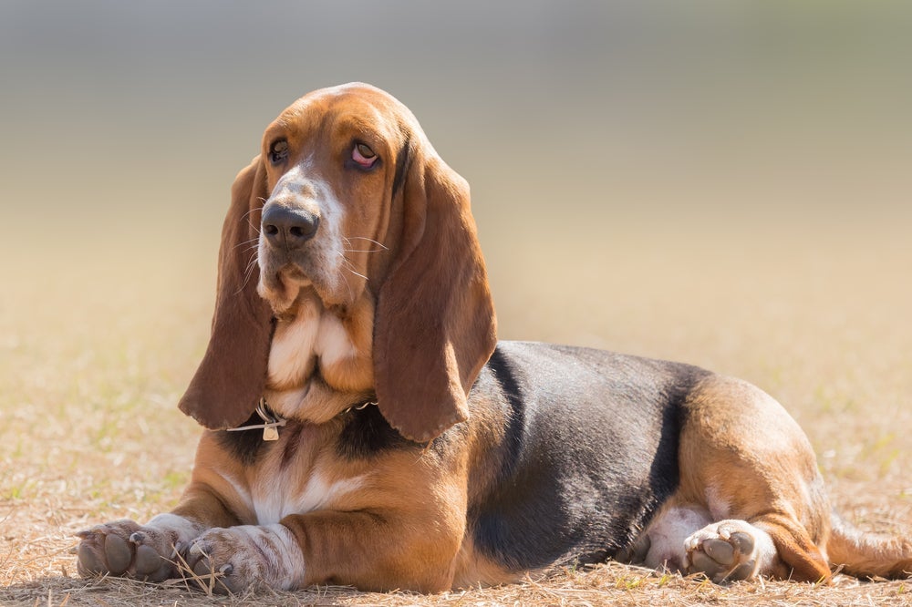 O Basset Hound é um cachorro de orelhas grandes e personalidade super tranquila
