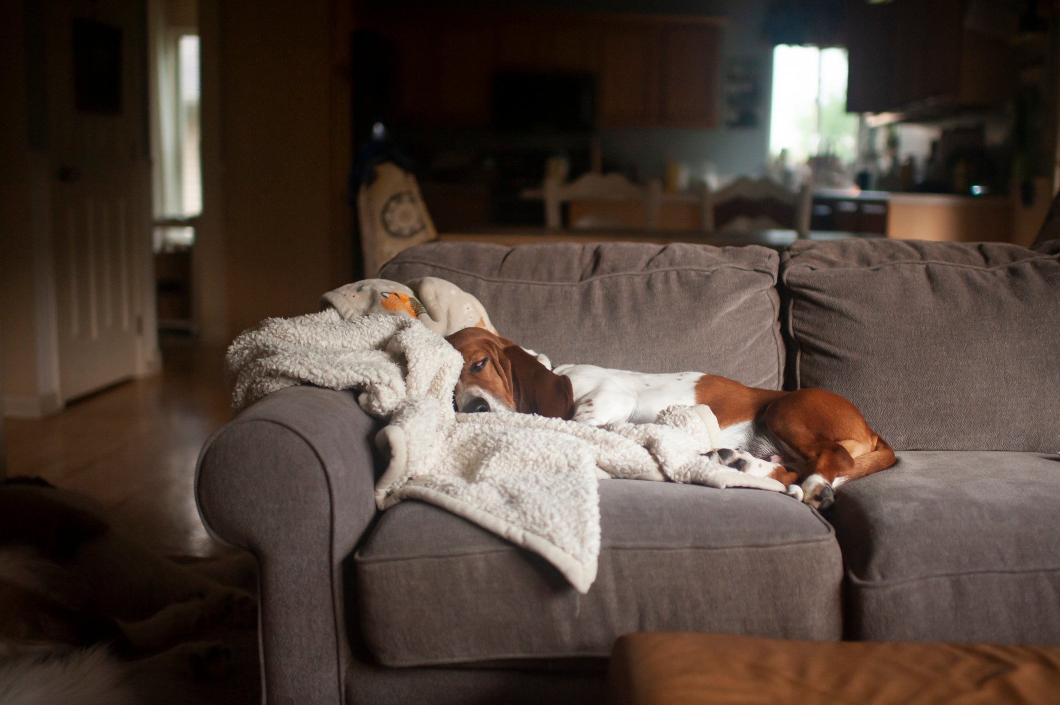 Uma das raças de cachorro mais preguiçosas é o Basset Hound