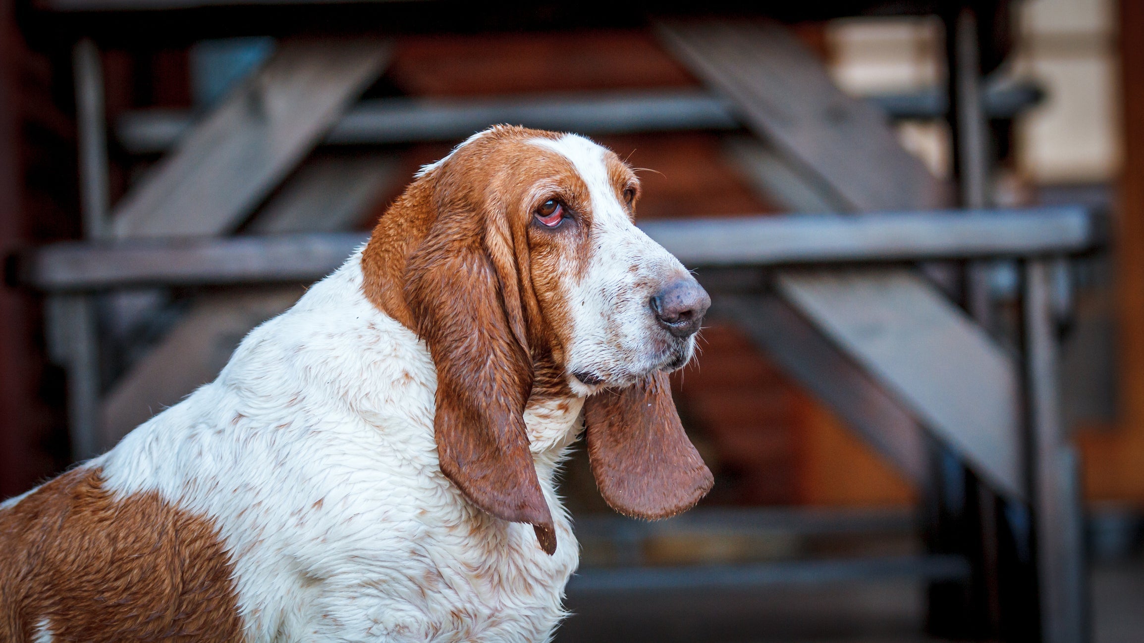 O Basset Hound é um ótimo farejador, mas é muito teimoso