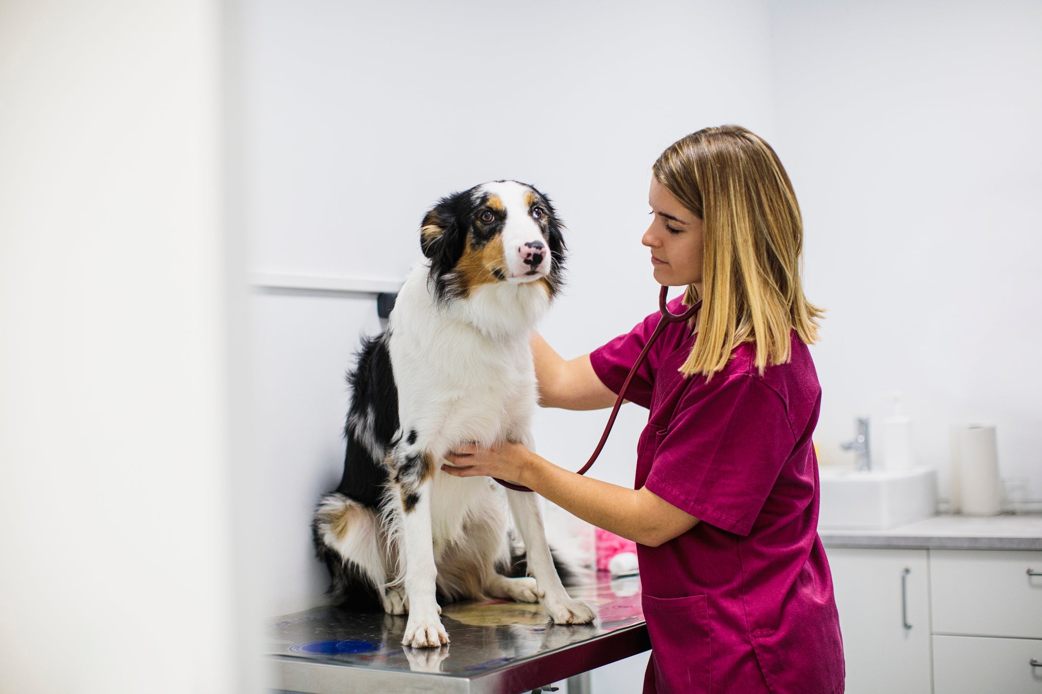 Em caso de batimentos cardí­acos do cachorro muito acelerados, procure um veterinário