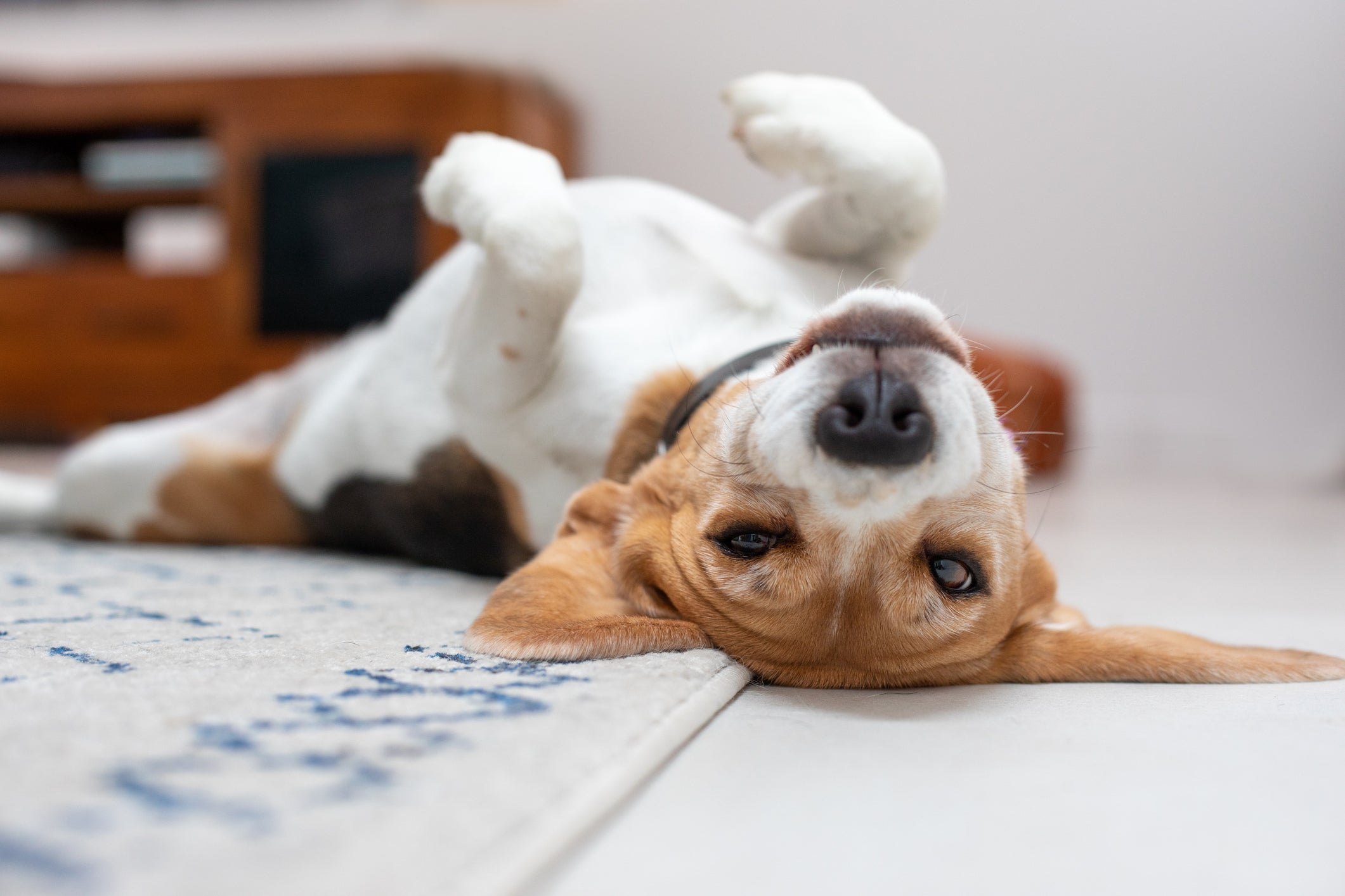 O Beagle é uma das raças de cachorro mais agitadas