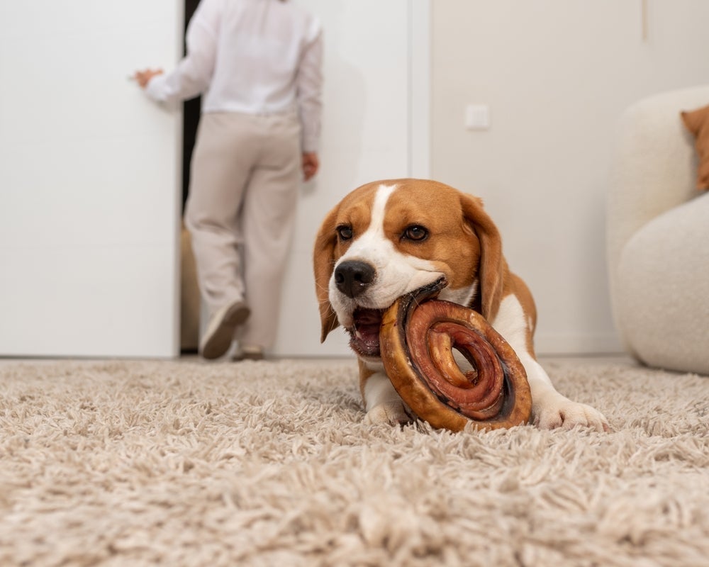 O Beagle é uma das raças de cachorro mais bagunceiras 