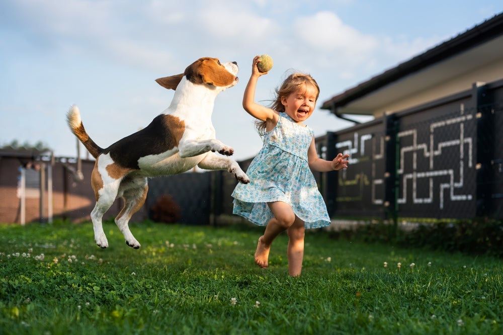 Cheio de energia, o Beagle não dispensa uma boa brincadeira