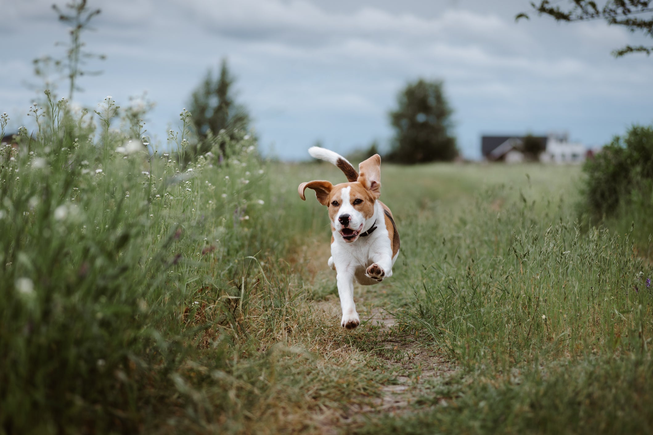 O Beagle é um cão energético e um pouco destruidor