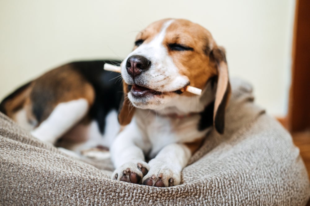 Não dá para falar de raça de cachorro bagunceiro sem mencionar o Beagle! 