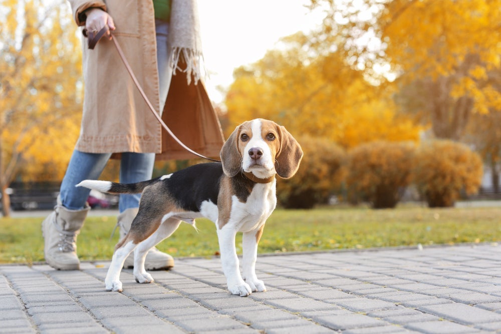 Um dos maiores problemas enfrentados pelo Beagle é a obesidade canina e, por isso, ele precisa de passeios diários!
