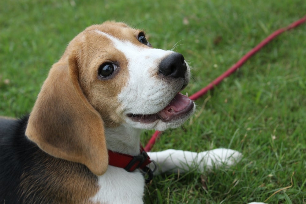 O Beagle é uma raça de cachorro com orelhas grandes super popular e amada!