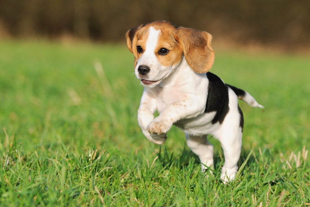 Animado e leal, o Beagle é uma companhia canina incrível para vários momentos