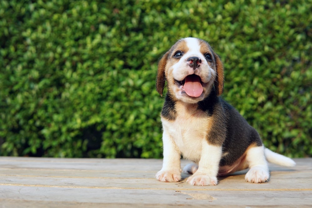 Os cachorros Beagle são amigos de todo mundo