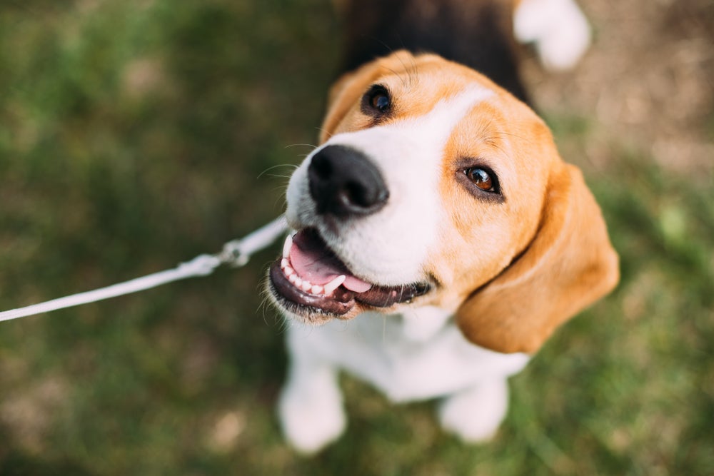 O cachorro Beagle é bem esperto, curioso e ama aprender