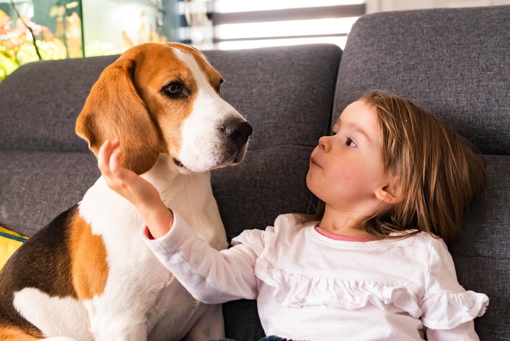 Beagle: criança e cachorro dessa raça vão brincar muito juntos!