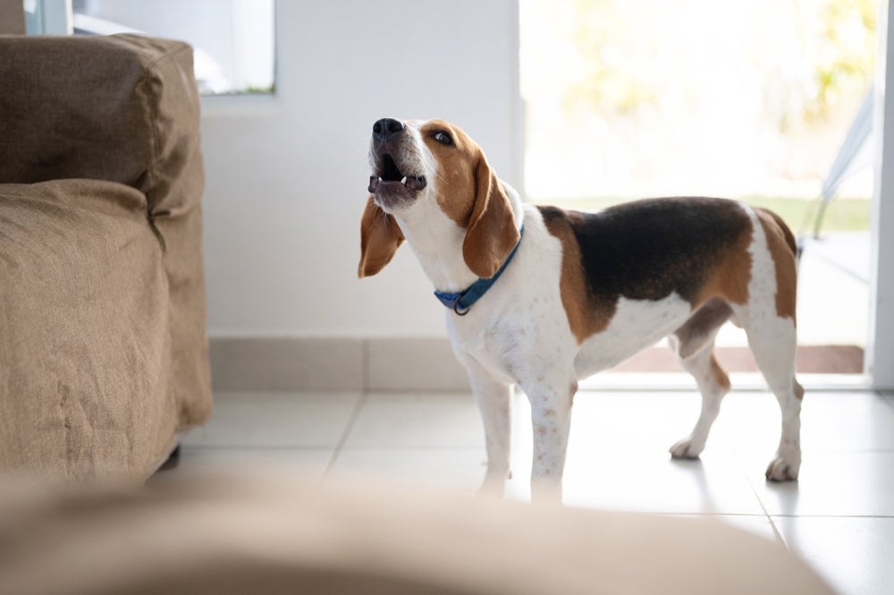 O Beagle é, sem dúvidas, uma das raças mais barulhentas que existe