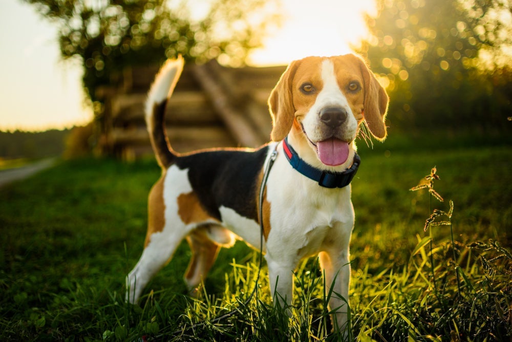 O Beagle é uma das raças de cachorro menos inteligente, mas tem uma personalidade obstinada