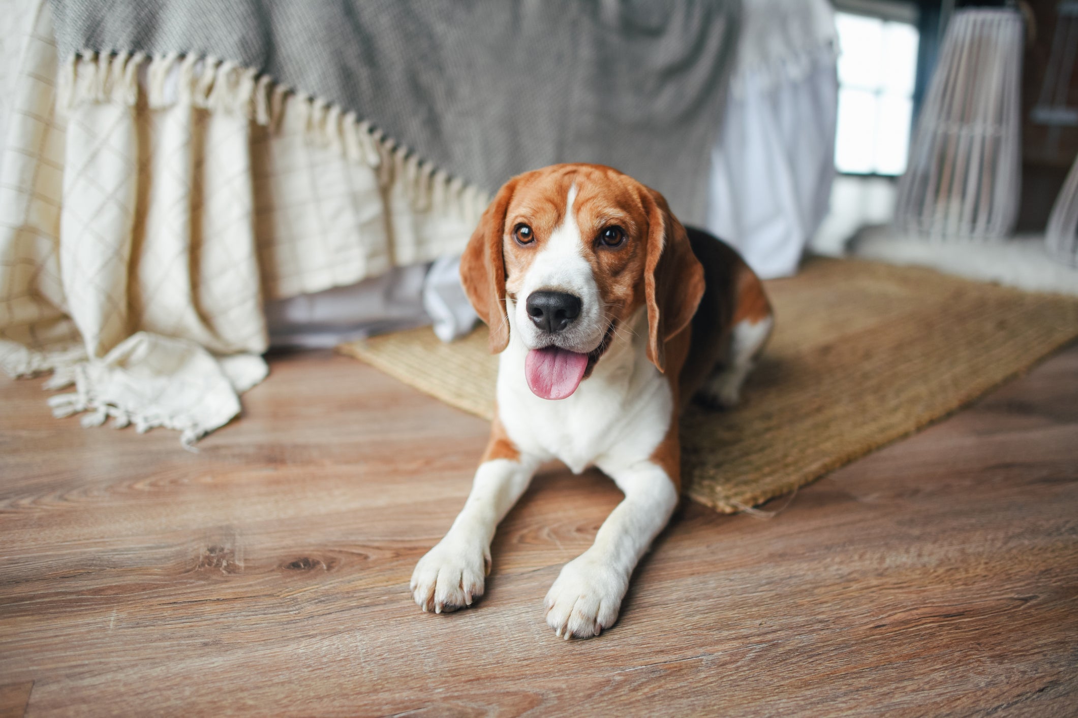 Uma das raças de cachorro mais bagunceiras é o Beagle