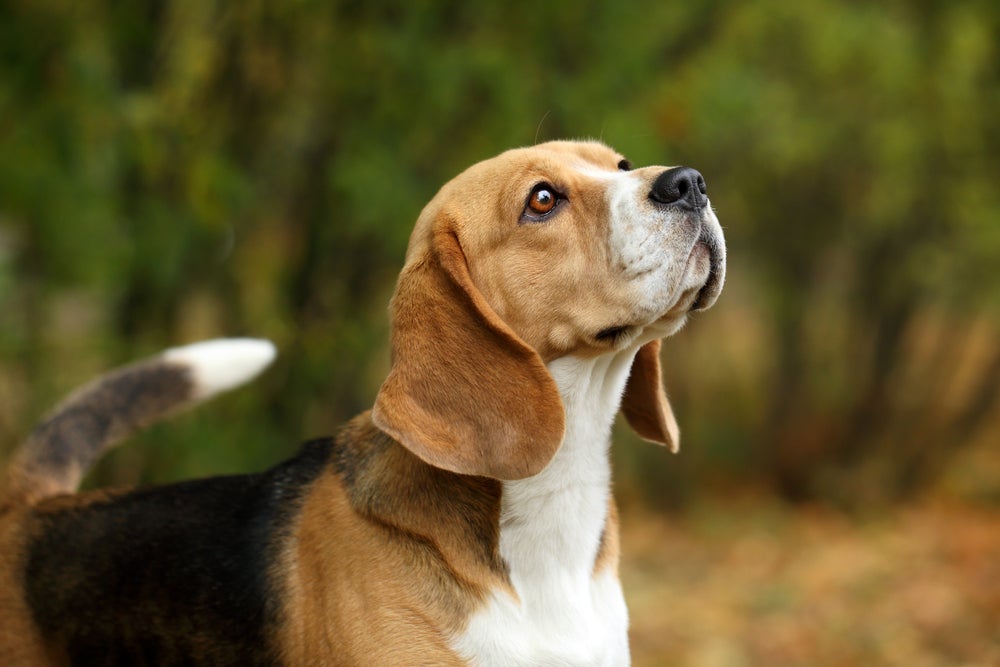 O Beagle é um cachorro com orelha grande cheio de energia e que adora crianças