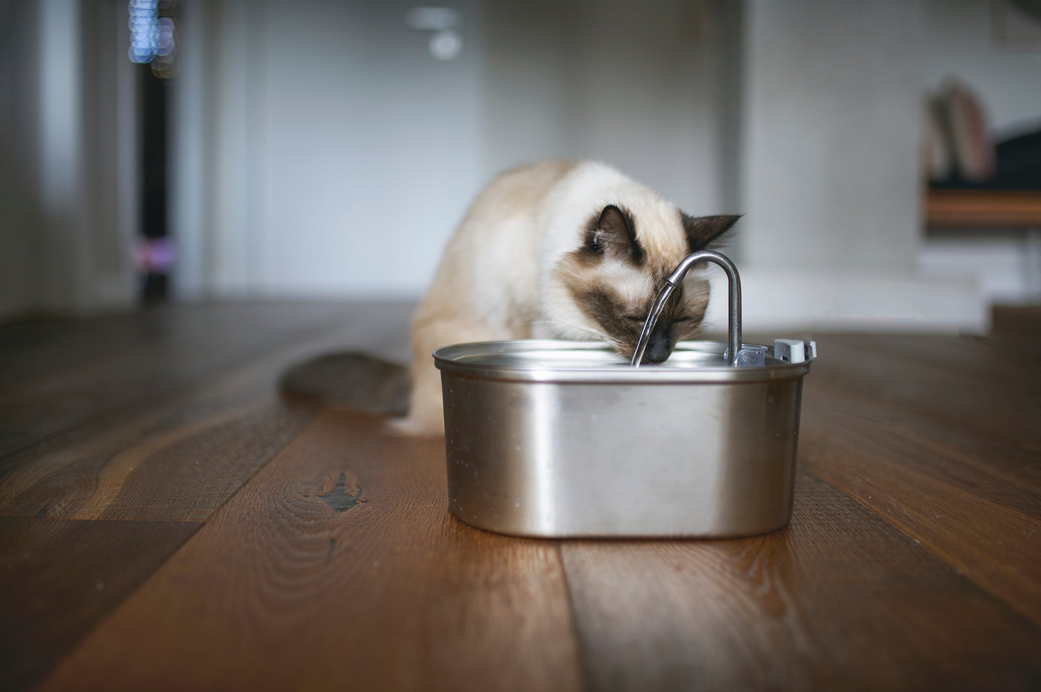 O bebedouro para gatos feito de alumínio é muito acessível, mas pode causar problemas ao animal
