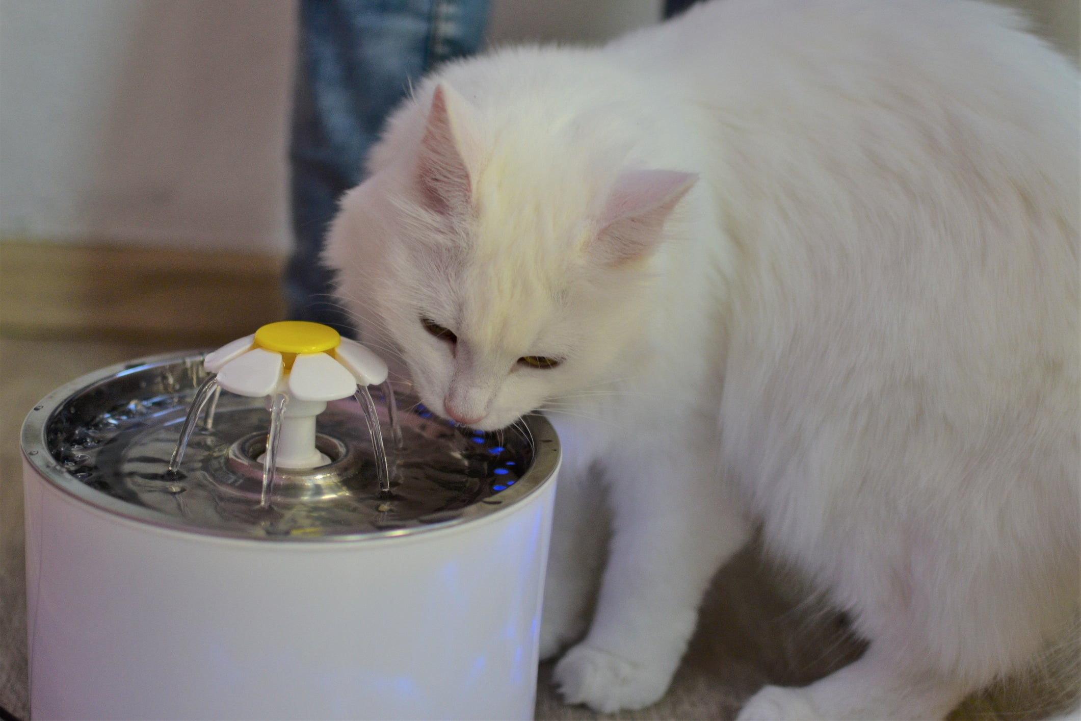 Bebedouro de gato: a escolha do material mais adequado deve ser levada em consideração na hora da compra