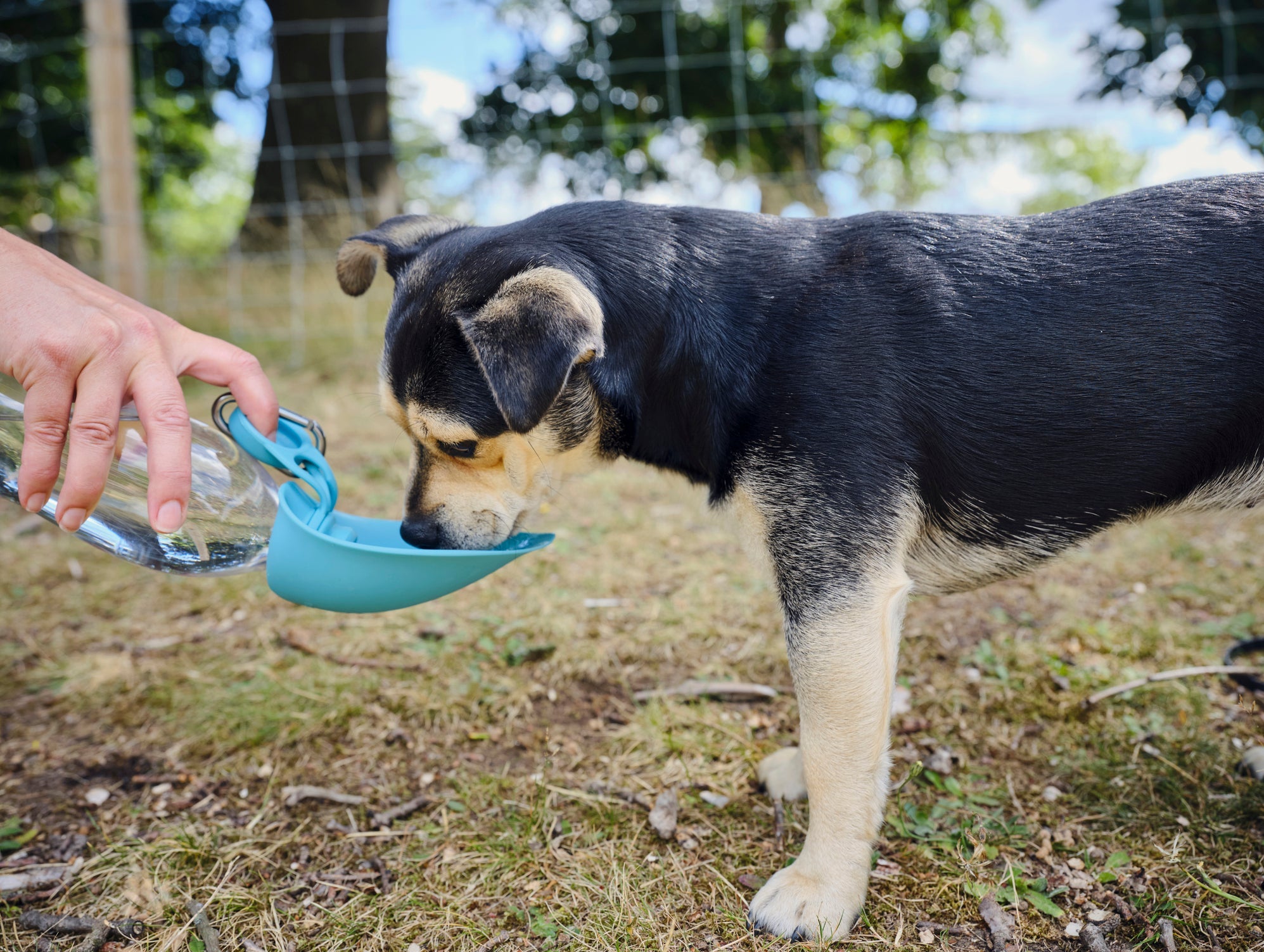 O bebedouro portátil para cachorros pode ter diferentes formatos, como o de garrafinha