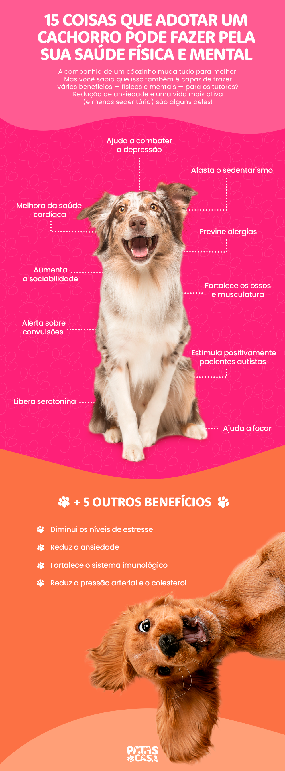Os benefícios de adotar cachorro são inúmeros e podem ser aliados da saúde física e mental do tutor