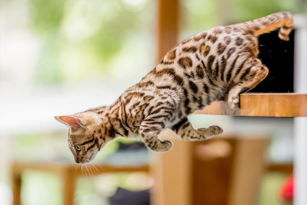 O Bengal é uma das raças de gato que parece onça