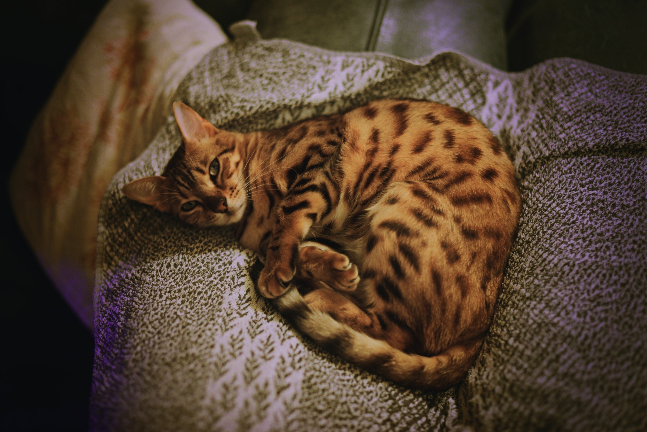 O Bengal é uma das raças de gato mais bonitas