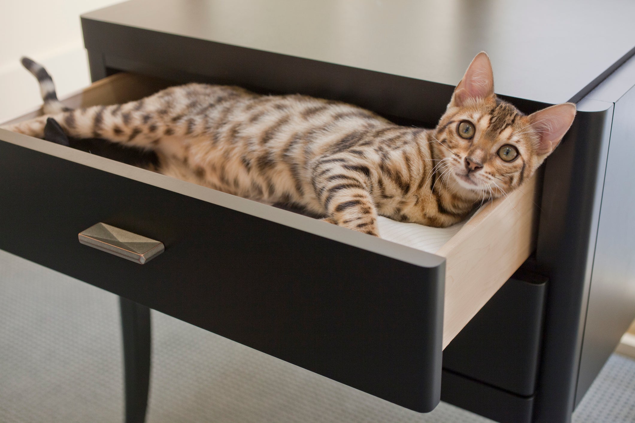 O Bengal é uma das raças de gato híbrido