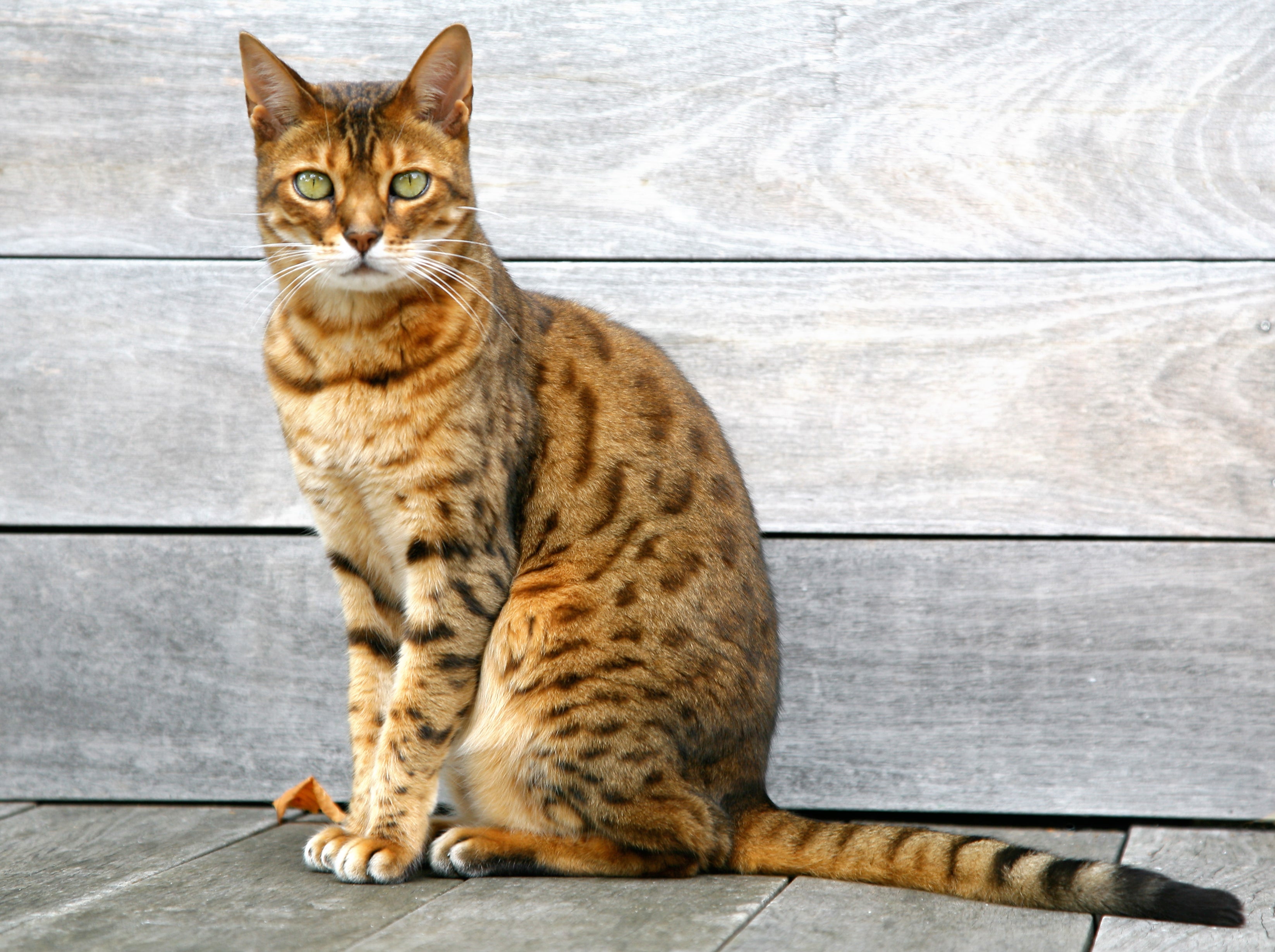 O gato Bengal tem um corpo bem forte