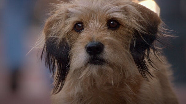 Benji é um dos filmes de cachorro estrelado por um vira-lata