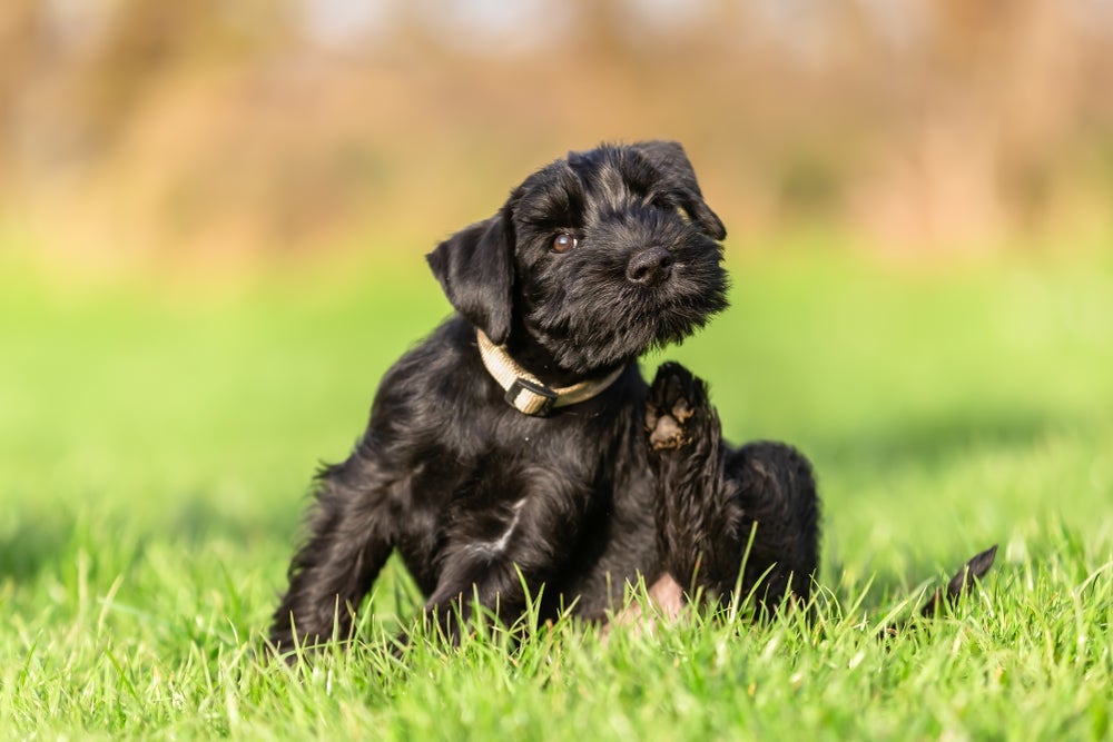 O cachorro com bicheira sofre com dores, coceiras e feridas na pele