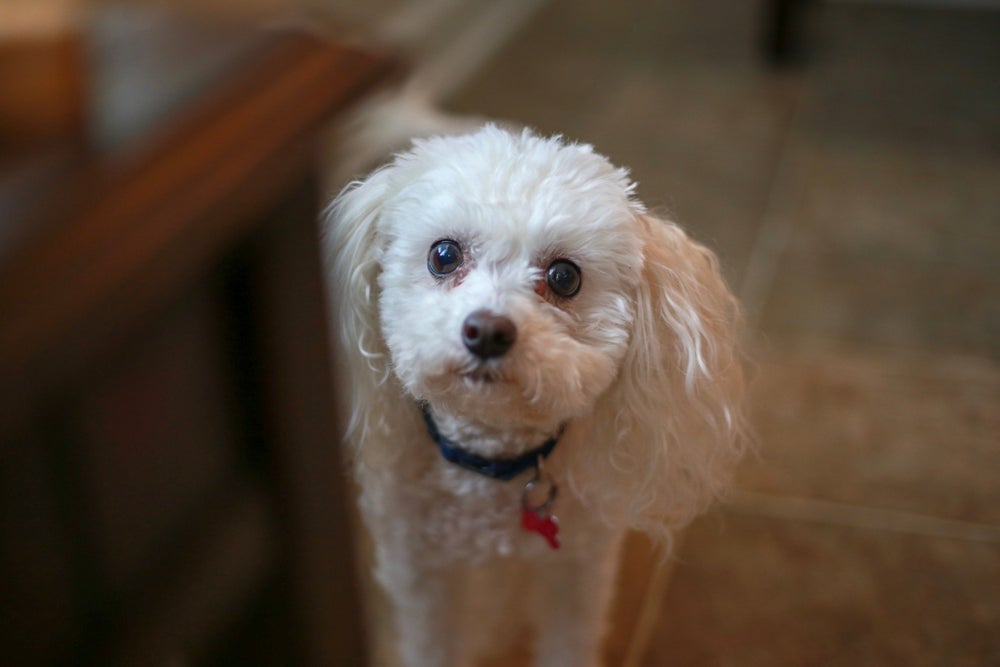 O Bichon Frisé é uma raça considerada hipoalergênica 