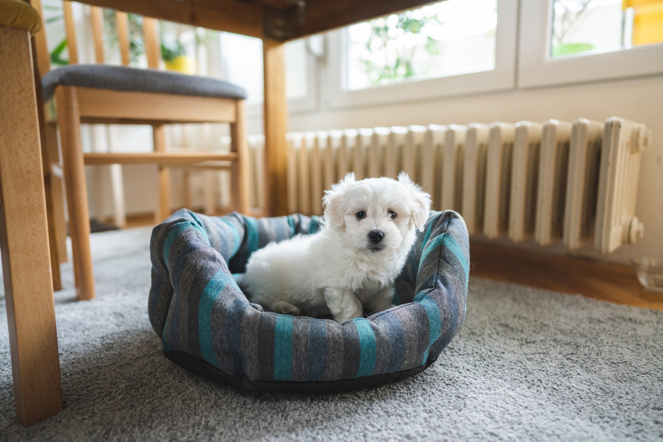 O Bichon Frisé tem porte pequeno e pelo branquíssimo