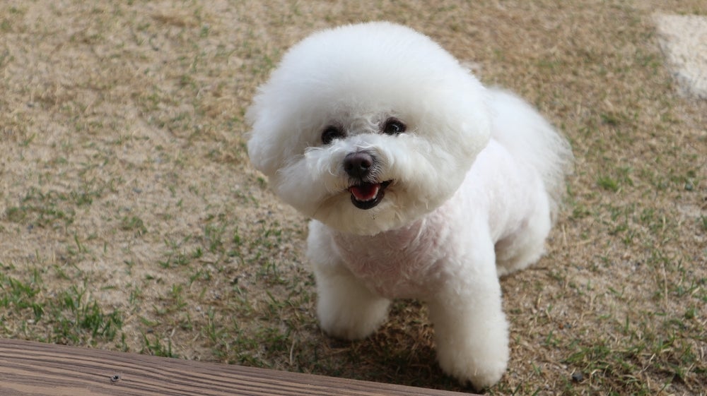 Bichon Frisé: uma bolinha de pelos amigável com todos