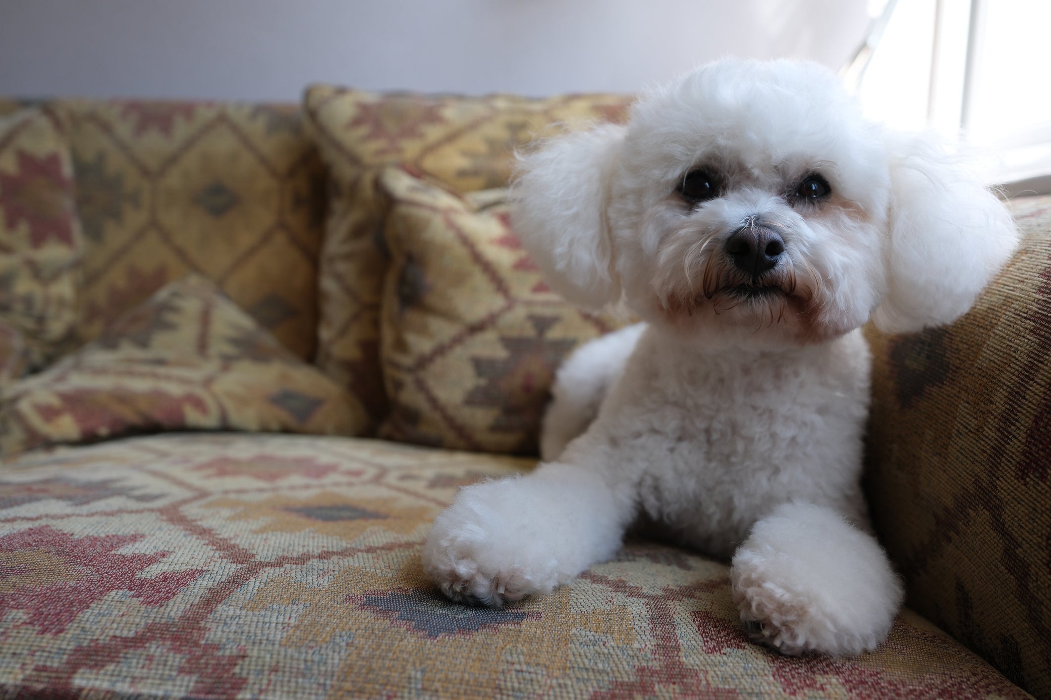 Uma das raças de cachorro mais fofas que você vai encontrar é o Bichon Frisé