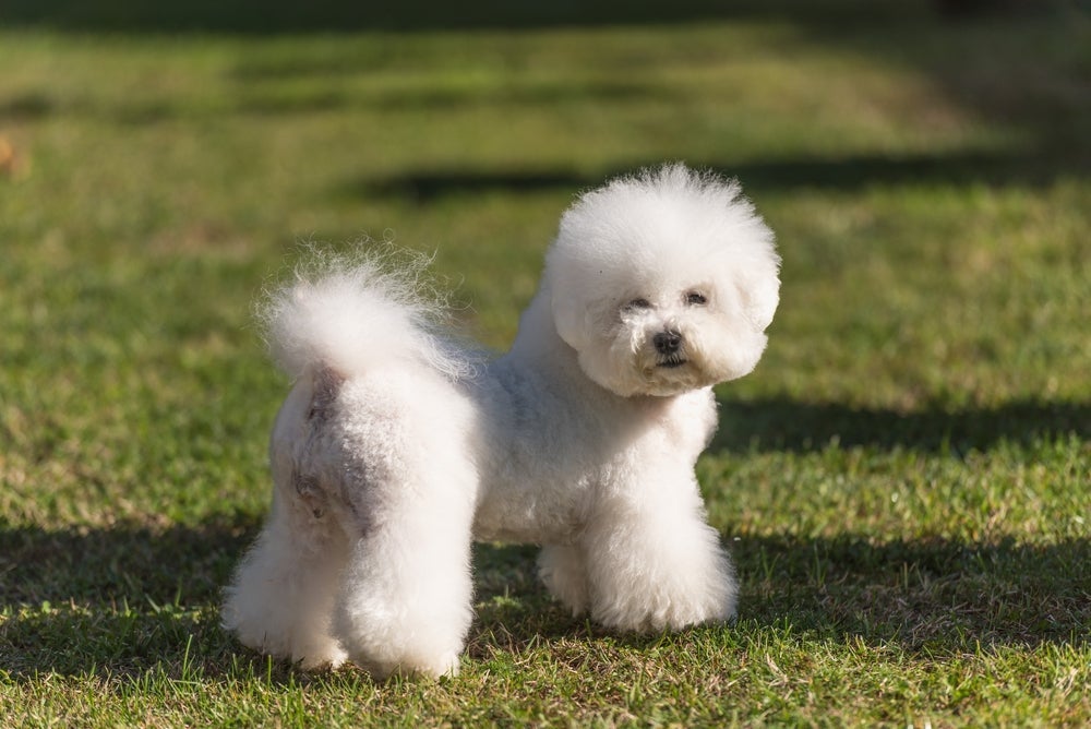 O Bichon Frisé é uma raça de cachorro branco peludo muito dócil e adorável