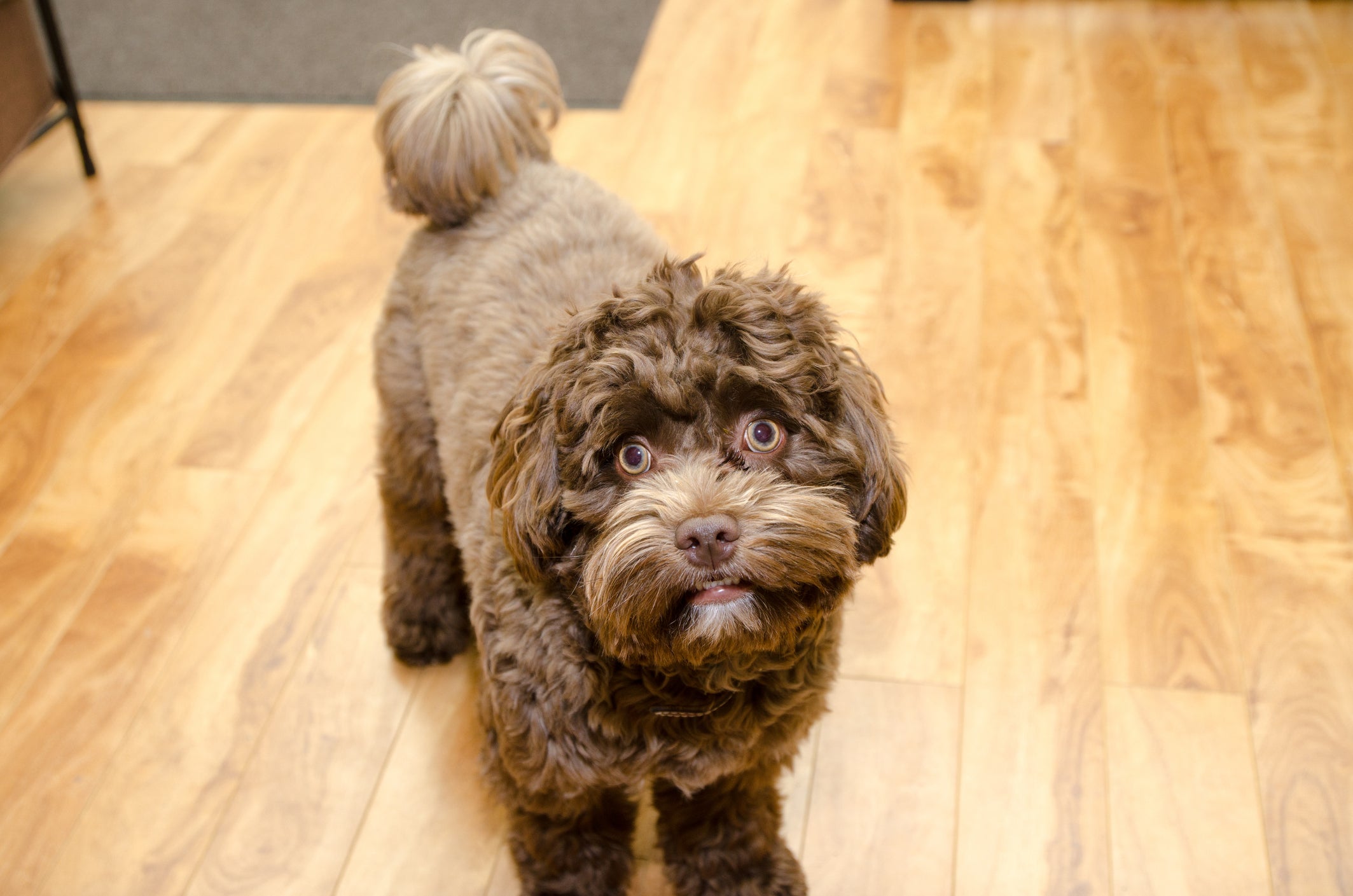 O pelo do Bichon Havanês quase não cai