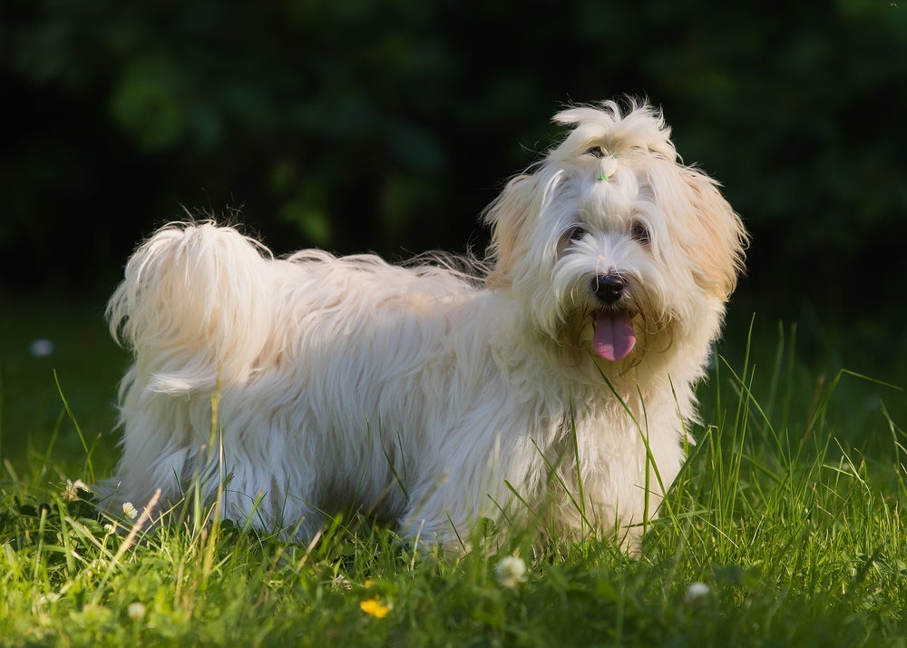 O cachorro Havanês pode ter a pelagem lisa ou ondulada